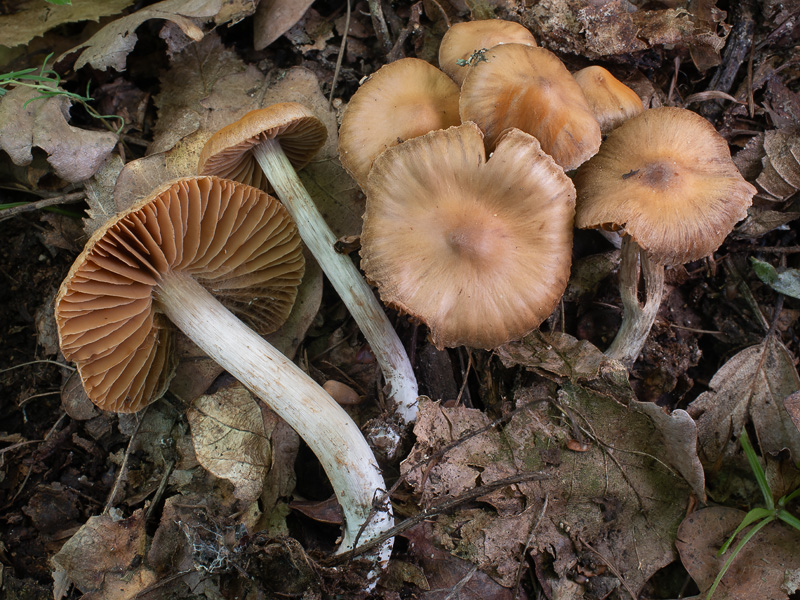 Cortinarius nolaneiformis